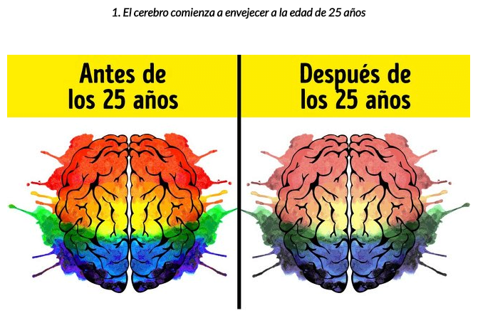 El Cerebro Comienza a Envejecer a la Edad de 25 Años