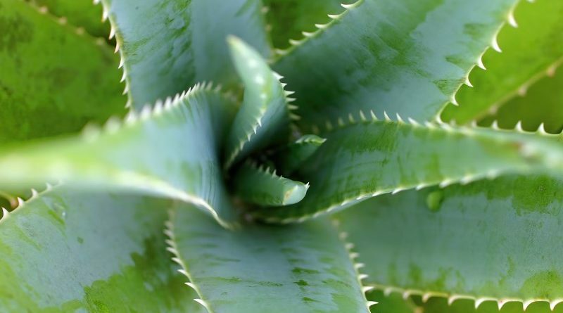 jugo-de-aloe-vera