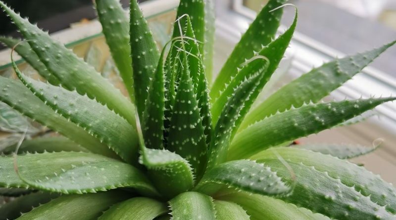 beneficios-aloe-vera